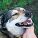 disputes over pet ownership can make the already difficult divorce process even harder on everyone involved.