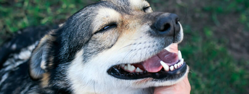 disputes over pet ownership can make the already difficult divorce process even harder on everyone involved.