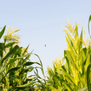 What Happens to a Family Farm in a West Virginia High Asset Divorce?