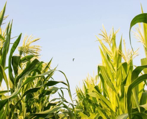 What Happens to a Family Farm in a West Virginia High Asset Divorce?