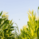 What Happens to a Family Farm in a West Virginia High Asset Divorce?
