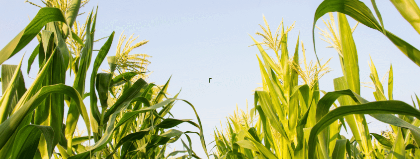 What Happens to a Family Farm in a West Virginia High Asset Divorce?